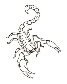 a drawing of a scorpion on a white background