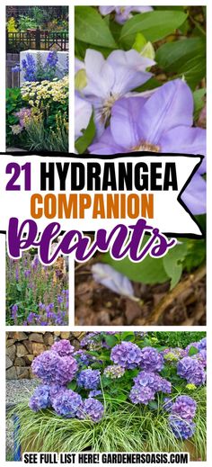 Hydrangea Companion Plants Hydrangea Companion Plants, Plant Pairings, Hydrangea Plant, Hydrangea Varieties, Types Of Hydrangeas, Autumn Clematis, Ground Covers, Garden Display