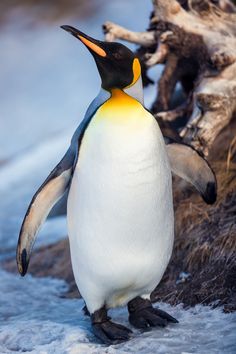 a penguin standing in the snow next to a dead tree trunk with its eyes closed