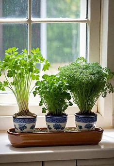 three potted plants sitting on top of a window sill