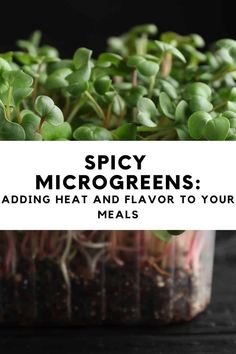 some green plants are in a plastic container with the words spicy microgreens adding heat and flavor to your meals