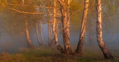 the sun shines through the trees in the foggy forest