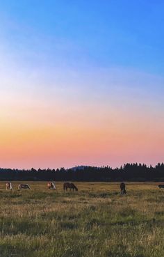 several cows grazing in an open field at sunset