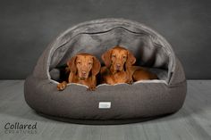 two dogs are laying down in a dog bed