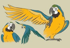 three colorful parrots with their wings spread out and one is on its hind legs