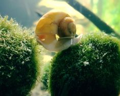 a snail is sitting on top of some moss