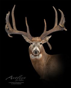 a deer with antlers on it's head is looking at the camera in front of a black background