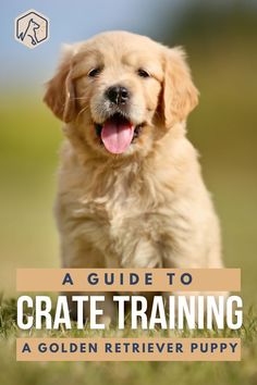 a guide to crate training for golden retriever puppies with the title, a guide to crate training