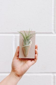 a hand holding up a small plant in a pot on top of a cardboard box