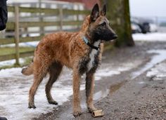 a brown dog standing on top of a snow covered road