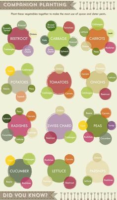 the different types of vegetables are shown in this diagram