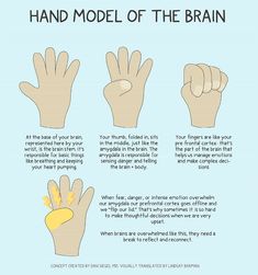 Brain Worksheet, Model Of The Brain, Nervus Vagus, Child Therapy, Therapy Resources