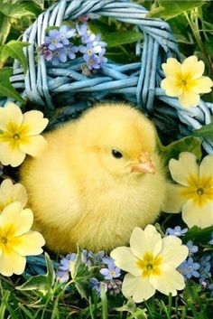 a small yellow chicken sitting in the middle of some blue and yellow flowers with wicker basket behind it