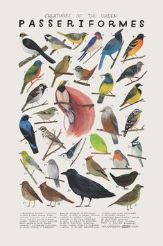 a poster with different kinds of birds on it's back side and the words, passeriforms