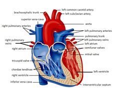 diagram of the human heart with labels