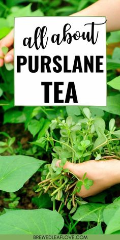 someone holding up a sign that says, all about purslane tea in their hands