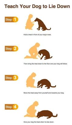 how to teach your dog to lie down step by step instructions for dogs and cats