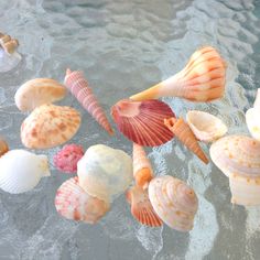 several sea shells floating in the water