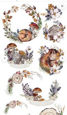 watercolor illustrations of different animals and plants