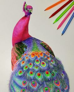 a drawing of a peacock with colored pencils next to it