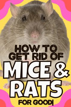 How to Get Rid of Rats an Mice rodent repellent diy Get Rid Of Rats, Killing Rats, Mouse Poison, Mice Infestation, Rat Repellent