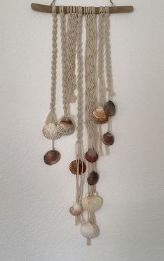 an assortment of seashells hanging on a wall