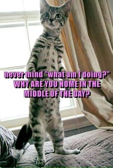 a cat standing on its hind legs with the caption, never mind what i long? why are you lone in the middle of the day?