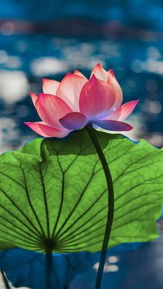 a pink lotus flower sitting on top of a green leafy plant in the water