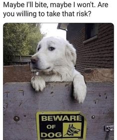 a white dog sitting on top of a piece of wood next to a sign that says beware of dog