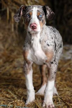 a small dog standing on top of dry grass