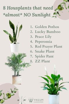 three houseplants that need almost almost no sunlight