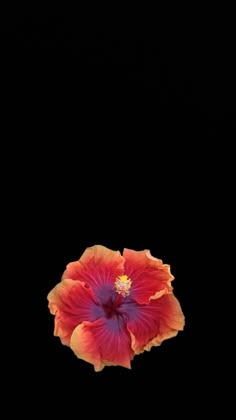 an orange and red flower on a black background