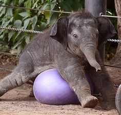 an elephant sitting on top of a purple ball