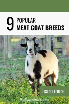 a black and white goat standing in the grass with text overlay that reads, popular meat goat breeds learn more