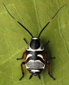 a bug sitting on top of a green leaf covered in black and white stripes,