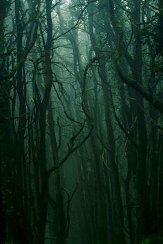 a dark forest filled with lots of tall trees