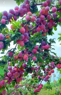 the fruit is growing on the tree and ready to be picked from it's branches