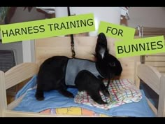 a small black rabbit sitting on top of a bed under two signs that say harness training for bunnies