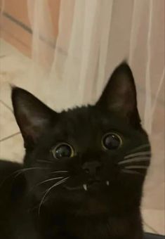 a black cat sitting on top of a floor next to a white curtain and looking at the camera