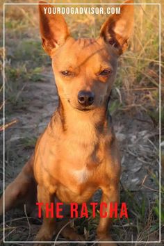 a small brown dog sitting on top of a grass covered field