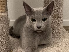 a grey cat sitting on top of a pile of carpet next to a scratching post