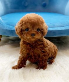 a small brown dog sitting in front of a blue chair