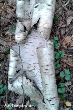 the trunk of a tree that has been cut down