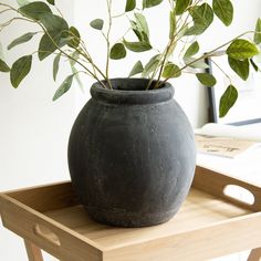 a potted plant sitting on top of a wooden table