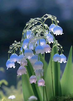 a bunch of flowers that are in the grass with water droplets on it's petals