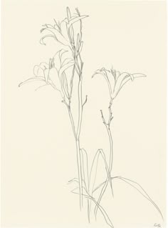 a drawing of some flowers on a white background