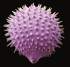 a purple and white object with spikes on it's back end, against a black background