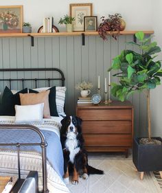 a black and white dog sitting on the floor in front of a bed with two nightstands