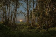 the full moon is seen through the trees in this photo taken from across the woods