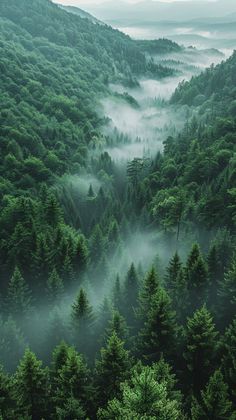 a forest filled with lots of green trees covered in fog and mistgy clouds on top of a mountain